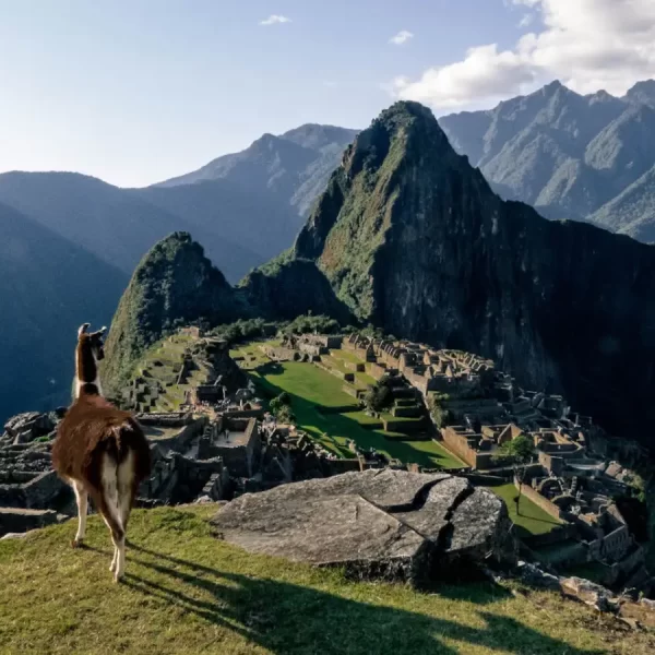 Scenic view of Machu Picchu with a llama, showing the best time to visit Machu Picchu in 2026.