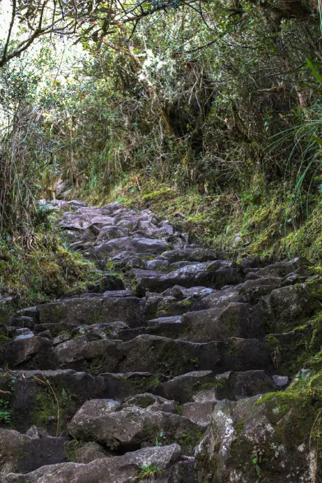 Ancient stone path along the Inca Trail surrounded by lush forest