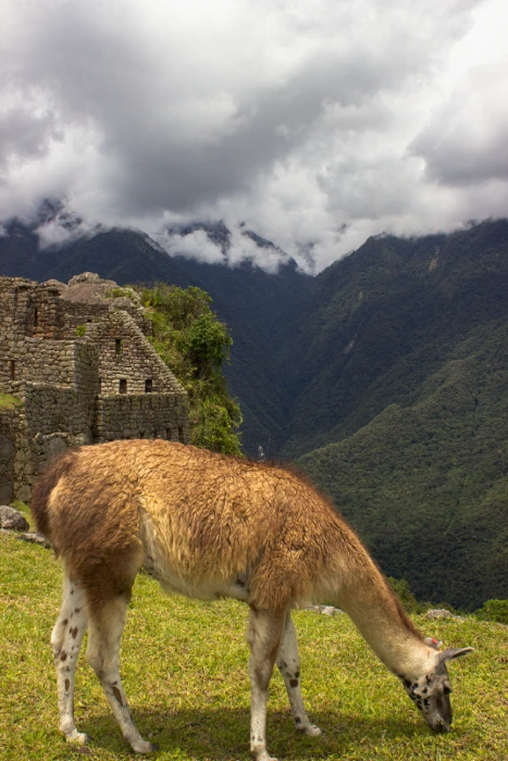 Llama grazing near ancient stone ruins in Machu Picchu with mountain views