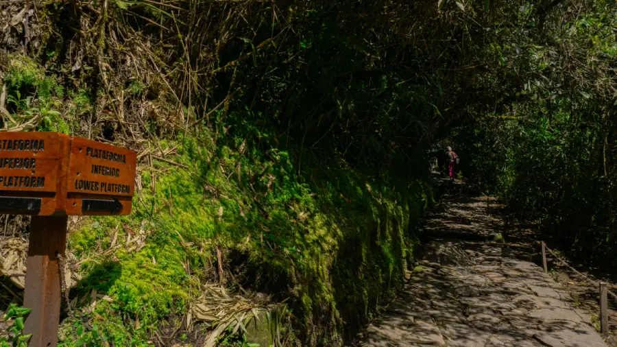 mountain trail with daypack hiker Traveler carrying a daypack while walking along a stone trail through an Andean cloud forest