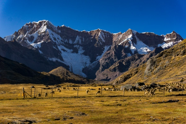 Alpacas grazing beneath snow-capped mountains in the Ausangate region of Peru