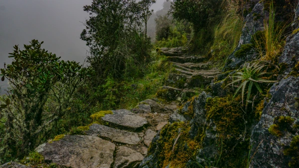 Ancient Inca Pathways Ancient stone pathway winding through the misty cloud forest