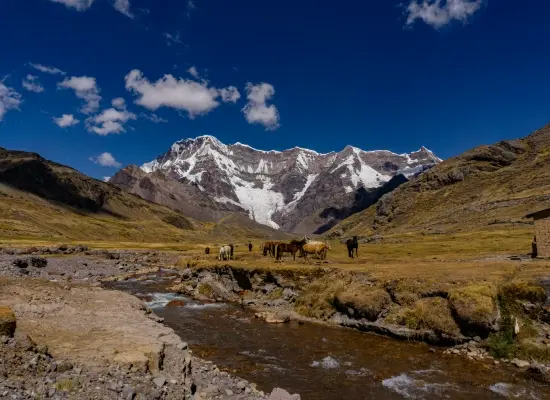 Horses grazing beside a mountain stream with the snow-capped Ausangate Massif in the background