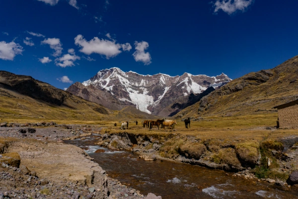 The Ausangate Massif and Andean Valley Horses grazing beside a mountain stream with the snow-capped Ausangate Massif in the background
