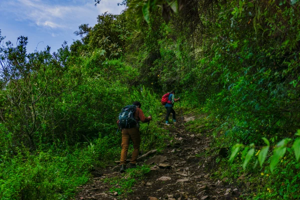 Trekking Through the Lush Andean Forest